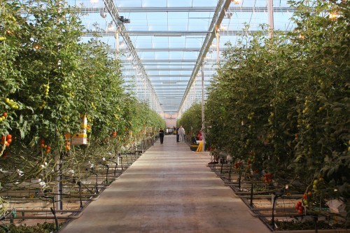 The tomatoes grow in rows within a seven-acre greenhouse.