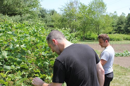 John Shields and Nicholas Romero, looking at black raspberries